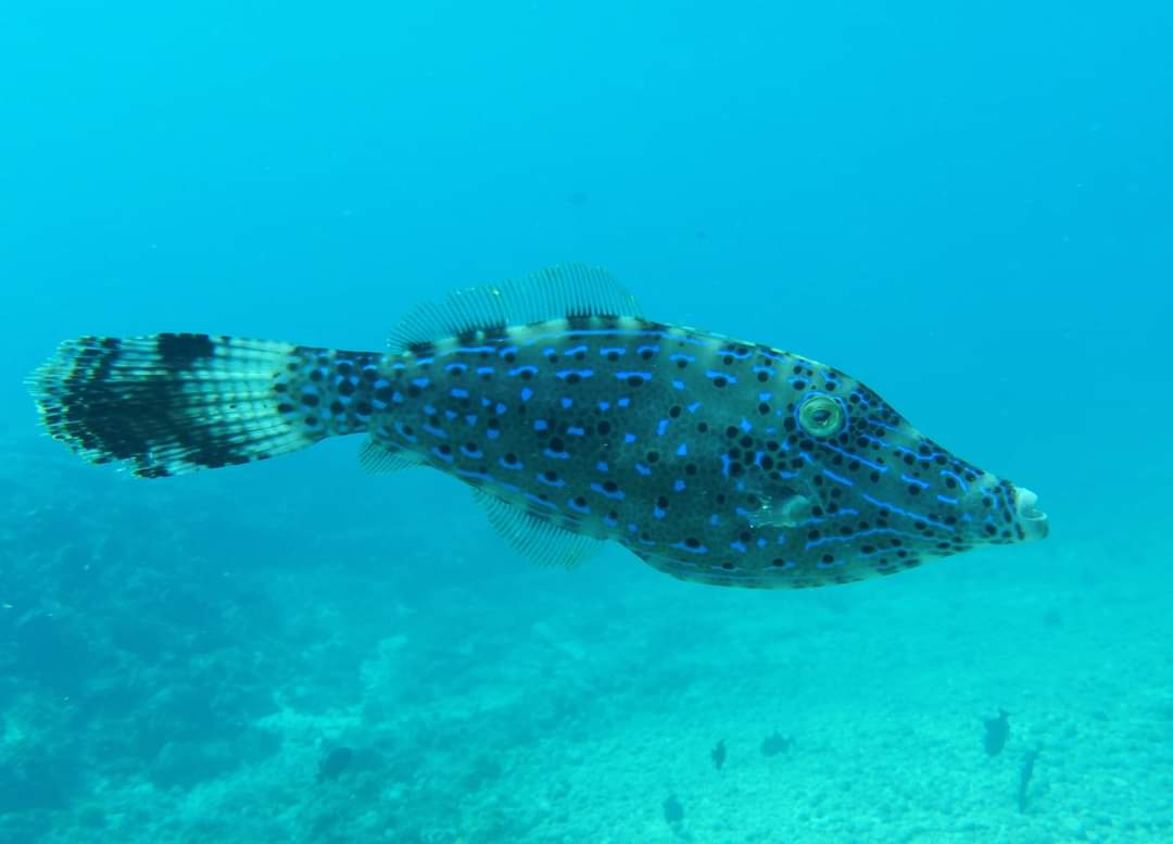 Laura Shearer tweet media