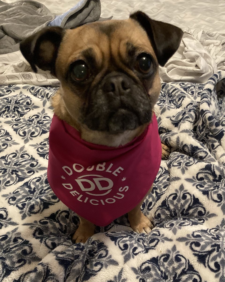 DoubleCannabis's tweet photo. Stella hopes you're having a bones day #DDDogs #bonesday https://t.co/DxGVJ5wdbZ