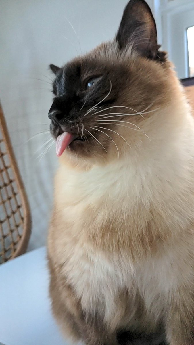 cybershaz's tweet photo. We are all tired. Take a look at my cat and his ridiculous tongue. #DerpStar https://t.co/Vps4mZmdxn