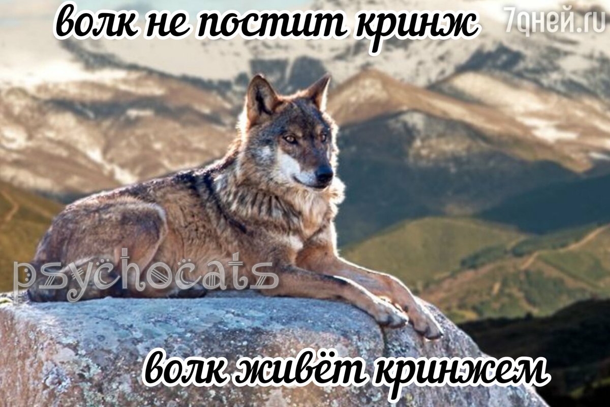 psycho__cats's tweet photo. https://t.co/h9TLc9oV8Q