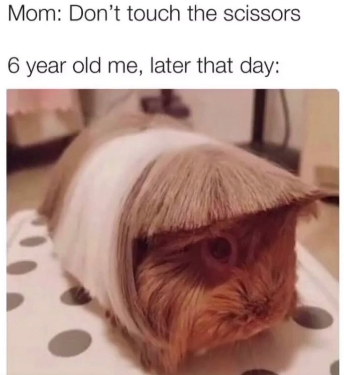 Hamster version of Karen