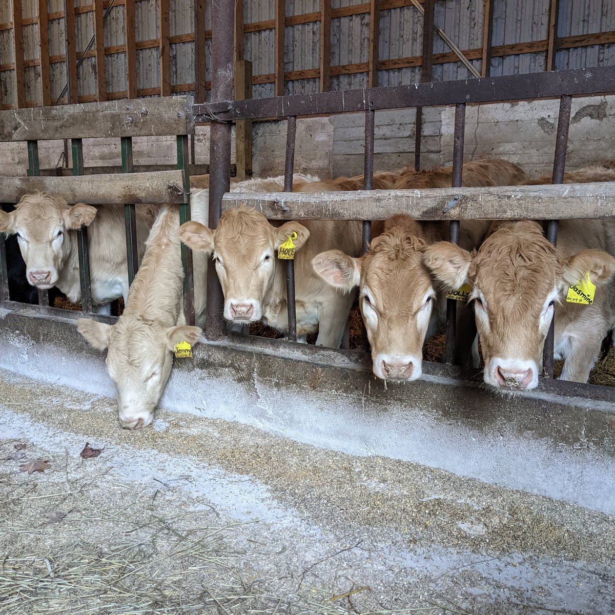 Wayne84930145's tweet photo. Some new additions to the herd. Slowly the blonde herd grows https://t.co/GO1T3ZKmrn
