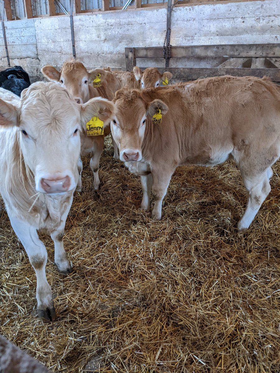 Wayne84930145's tweet photo. Some new additions to the herd. Slowly the blonde herd grows https://t.co/GO1T3ZKmrn