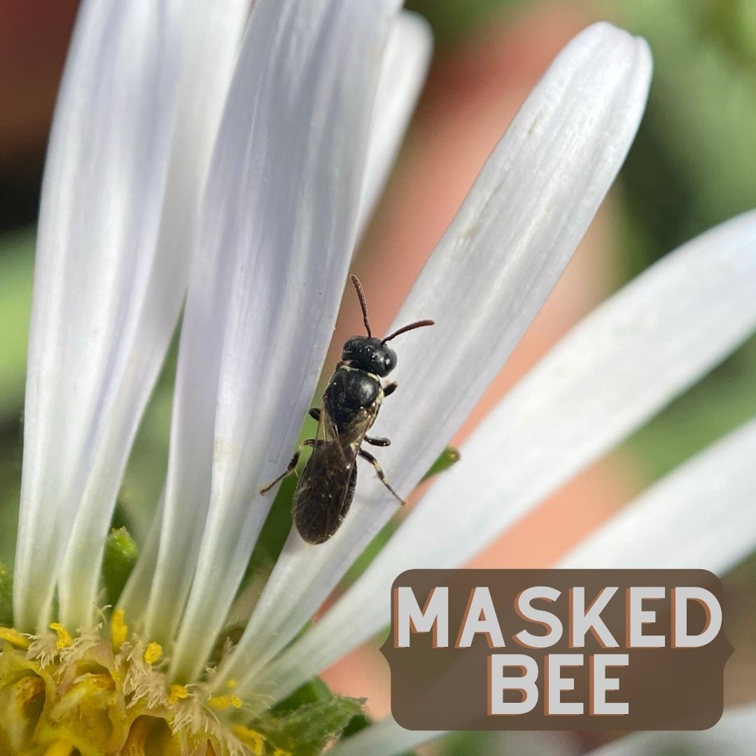 MalibuCSD's tweet photo. WILDLIFE 🐝 The Masked Bee is native to Australia, but their smooth, almost hairless bodies, similar to that of wasps, can be found in our Malibu pollinator gardens!

#Pollinate #MaskedBee #Wildlife https://t.co/JkpeY7CyJB