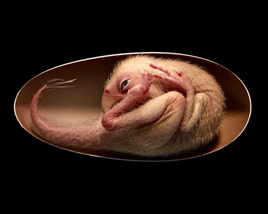 A dinosaur embryo has been found inside a fossilized egg.

cbsnews.com/news/dinosaur-…

#dino #dinosaur #dinosaurs
#palaeontology #paleontology #palaeontologist #palaeontologists #palæ #palaeo #fossilfinds #fossilsearch #fossil #fossilwatch #fossilcollecting #science #scicomm