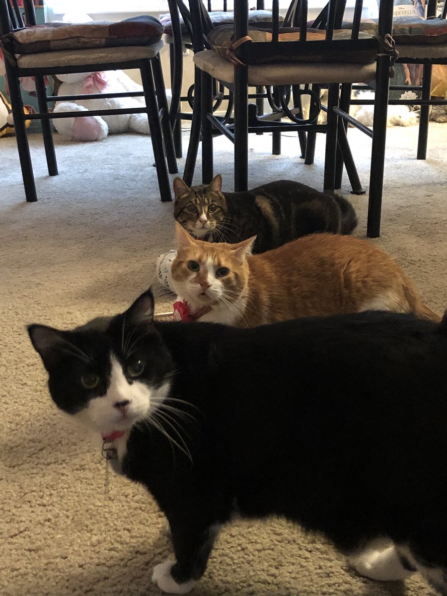 oreokittykat's tweet photo. Hello friends 😸 Today is Lily’s and Peaches’ birthday! 😸🎉🎂🥳🎈Lily turns 7 and Peaches turns 6. Can you wish them Happy Birthday? It would make their day 😸❤️ #CatsOfTwitter #TunaTuesday #birthdaycats https://t.co/prk3LM2Uoz