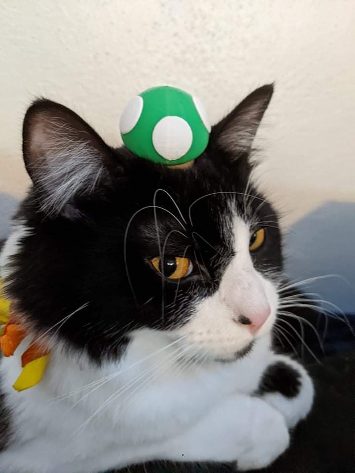 Alexander tweet media