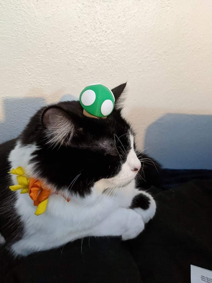 Alexander tweet media