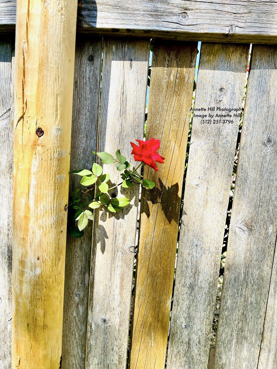 When you feel like you’re fighting alone in pursuit for success, that’s when you should be fighting the hardest. Make it happen! 🌹🌺🌻🥀

#annettehillphotography #photographer #photooftheday #flowerphotography #flowerphoto