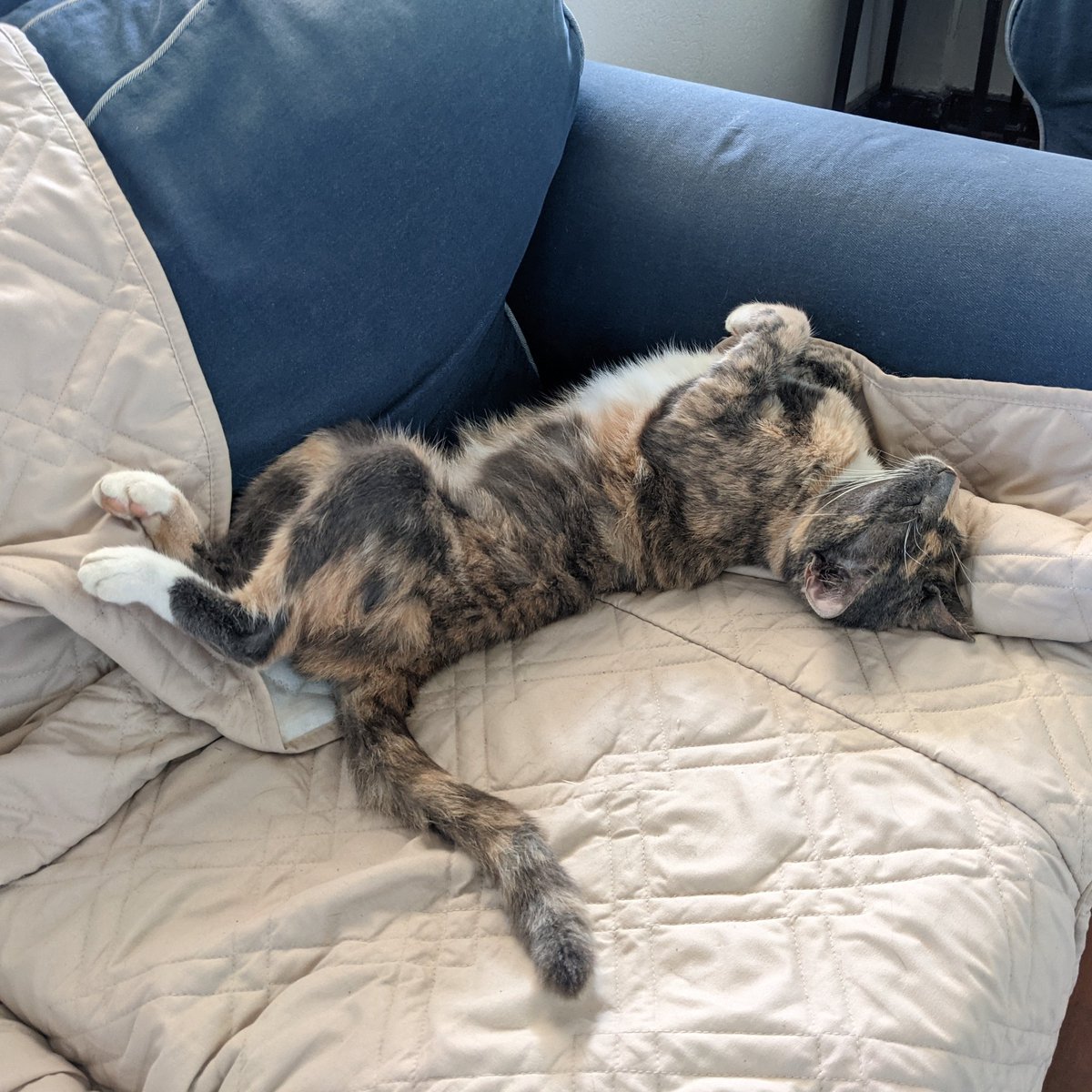 Octocurio 🐠 tweet media