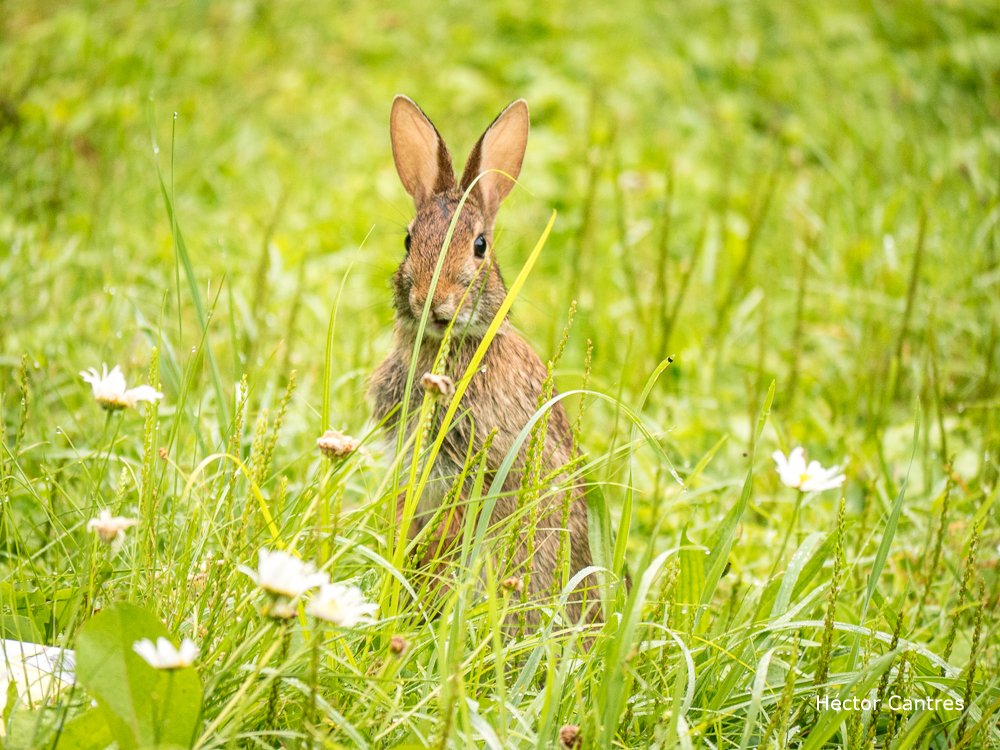 Eastern #Cottontail standing tall as I snapped a few shots. 

#EasternCottontail #InternationalRabbitDay #bunny #bunnies #cute #CuteAnimals #hares #nature #NaturePhotography #rabbits #wildlife #wildlifephotography