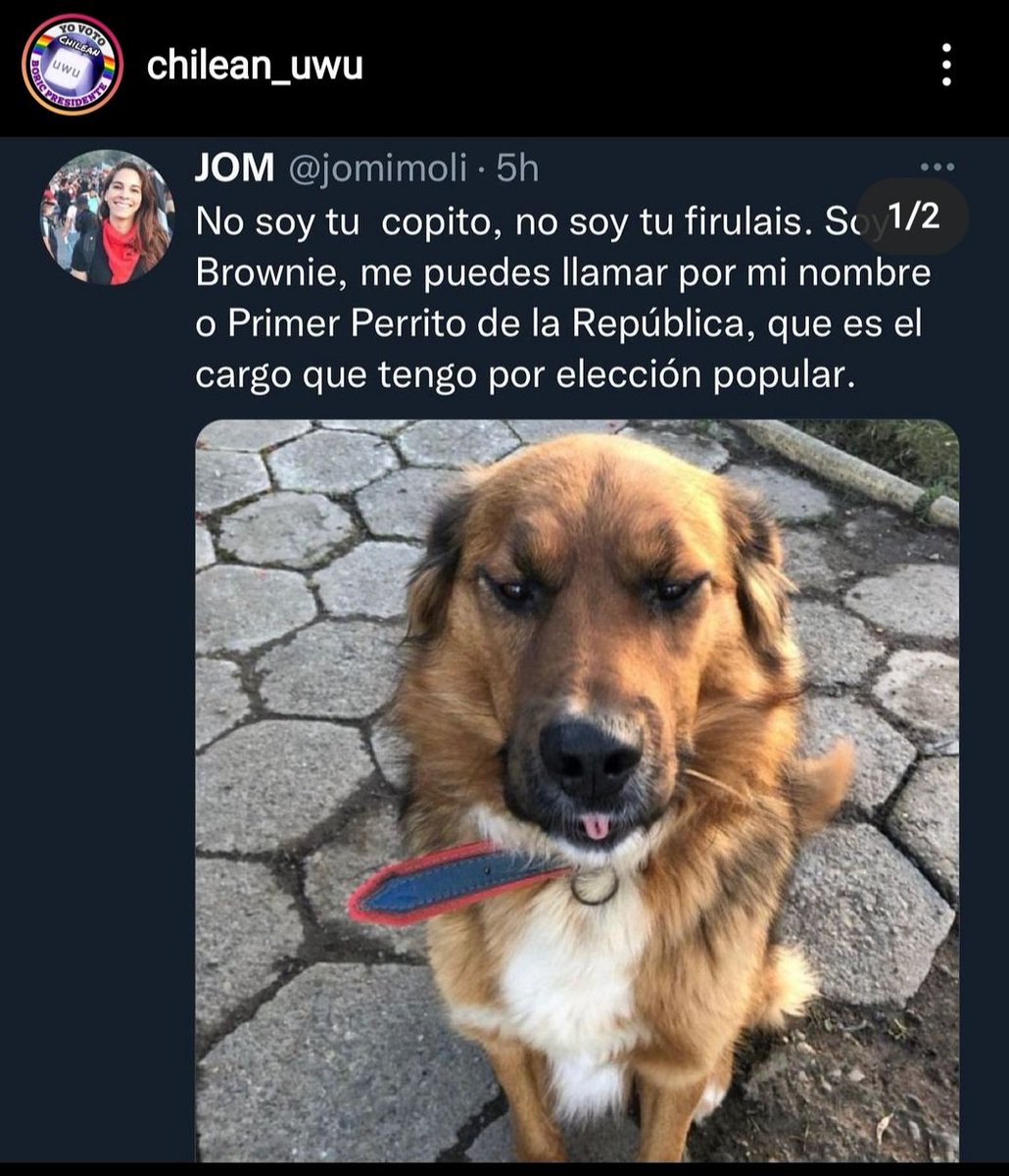 saarriagada's tweet photo. @gabrielboric Este nuevo Chile merece una cuenta en redes sociales de las aventuras de Brownie, primer perro de la república.

#UnMinisterioparaBrownie https://t.co/cn4ptYPo4j