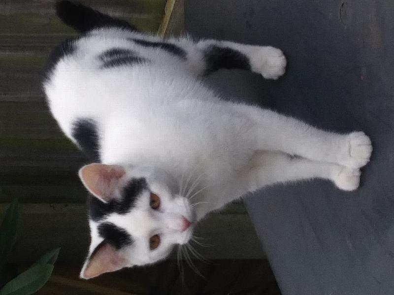cutecatslost's tweet photo. Found: Its a white cat with bl... | Back garden Keir Road Friar... | https://t.co/dagj6wQGxo #lostcats #ccl https://t.co/MVSGuIgeMP