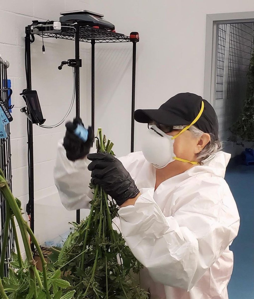 trymtech's tweet image. @highmaintenancetrimco rocking our Touchless Harvesting setup and had this to say: "🌿✨Harvest time 🍃 using @trymtech made the job go smooth! The scales automatically weigh and log data for each branch. Definitely recommended for precision, speed, &amp;amp; overall organization 👏"