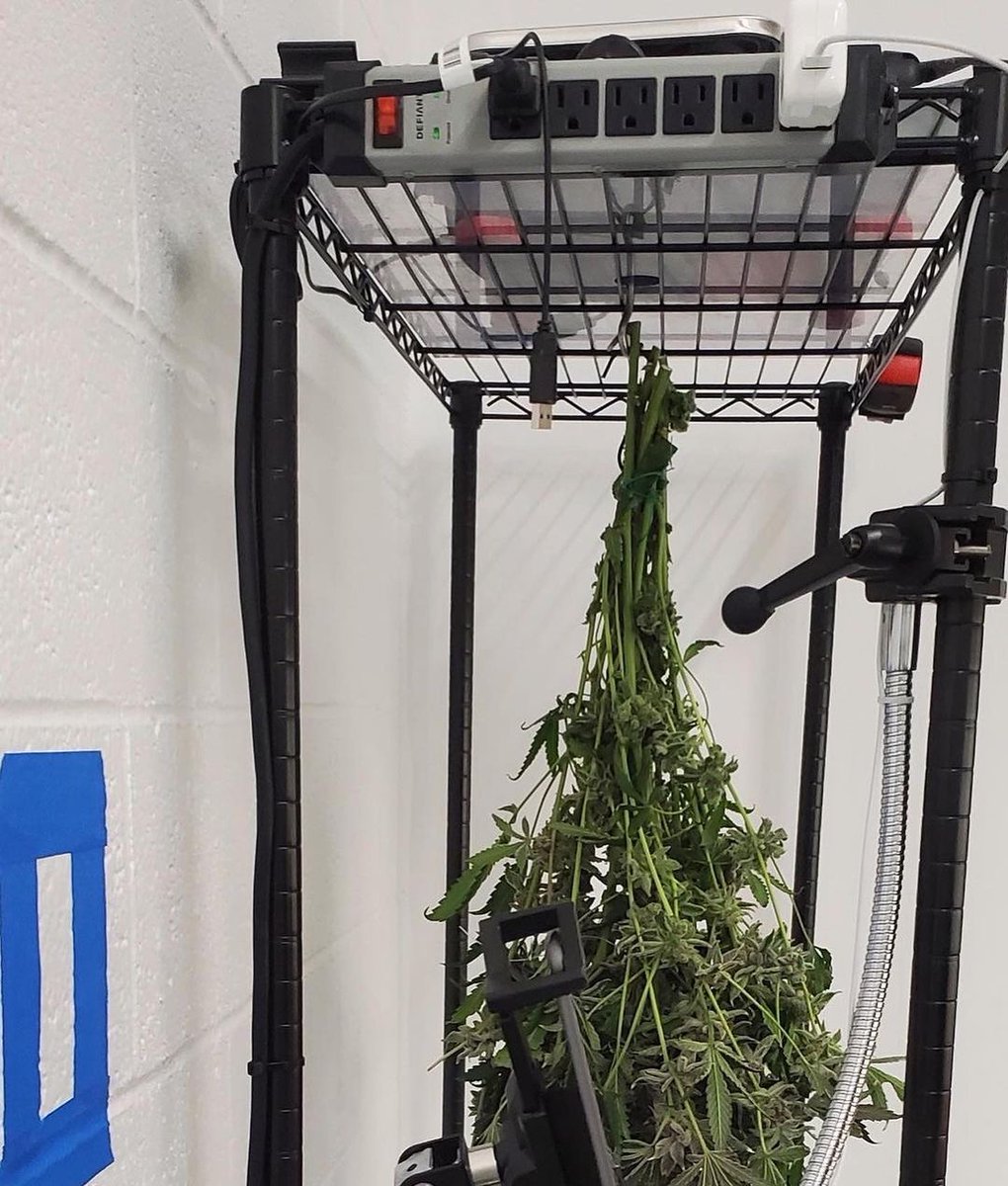 trymtech's tweet image. @highmaintenancetrimco rocking our Touchless Harvesting setup and had this to say: "🌿✨Harvest time 🍃 using @trymtech made the job go smooth! The scales automatically weigh and log data for each branch. Definitely recommended for precision, speed, &amp;amp; overall organization 👏"