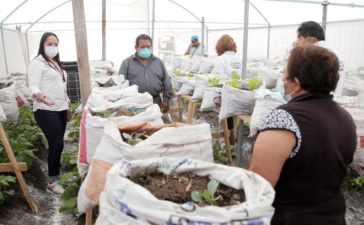 Bienestar_Pue's tweet photo. En #TepancoDeLópez supervisamos la primera cosecha de verduras y hortalizas sembradas en los Módulos de Autosuficiencia Alimentaria, como parte de nuestro programa Integral Alimentario. 

Con estas acciones brindamos una alimentación sana y libre de químicos. https://t.co/UUzT7KHpri