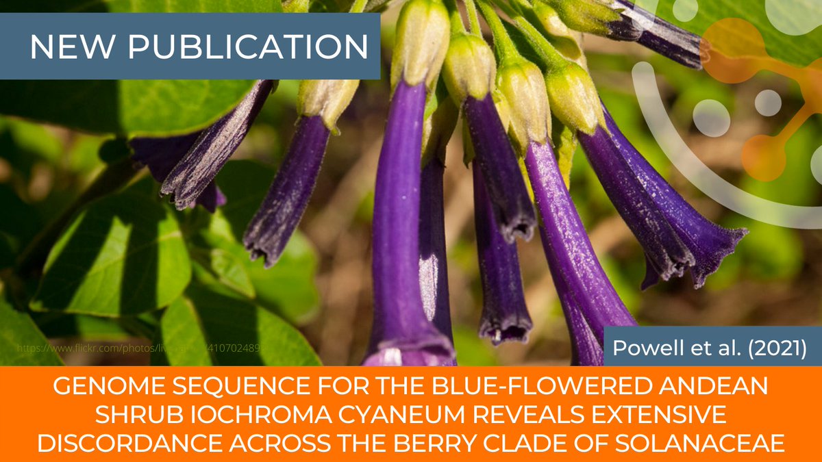 Phase Genomics (@phasegenomics) on Twitter photo New publication sequences genome of tomatillo-related plant, Iochroma cyaneum. Congrats on the recent findings <a href="/adrianfpowell/">Adrian Powell</a>, <a href="/iochromaland/">Dr. Stacey D. Smith</a>, and research affiliates at <a href="/BTIscience/">Boyce Thompson Inst</a>, <a href="/CUBoulder/">CU Boulder 🦬</a>, <a href="/UNLincoln/">University of Nebraska-Lincoln</a>, & <a href="/Cornell/">Cornell University</a>. Check it out here: hubs.la/Q0114vgl0 New publication sequences genome of tomatillo-related plant, Iochroma cyaneum. Congrats on the recent findings <a href="/adrianfpowell/">Adrian Powell</a>, <a href="/iochromaland/">Dr. Stacey D. Smith</a>, and research affiliates at <a href="/BTIscience/">Boyce Thompson Inst</a>, <a href="/CUBoulder/">CU Boulder 🦬</a>, <a href="/UNLincoln/">University of Nebraska-Lincoln</a>, & <a href="/Cornell/">Cornell University</a>. Check it out here: hubs.la/Q0114vgl0