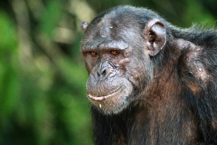 International Primate Health and Welfare Group tweet media