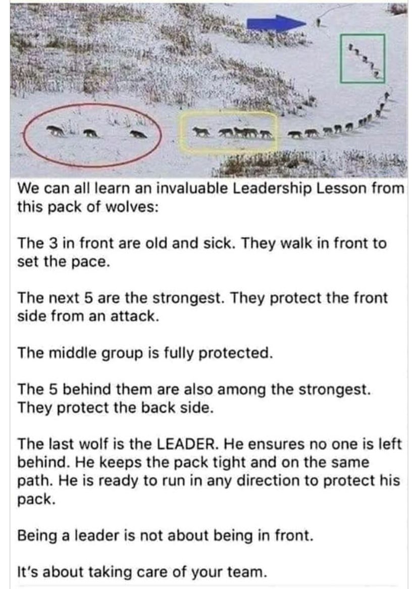 Attention Quarterbacks! Here’s an example of your leadership in the animal kingdom. Time to correct, reset, improve and lead!🪓🪵🏆🏆