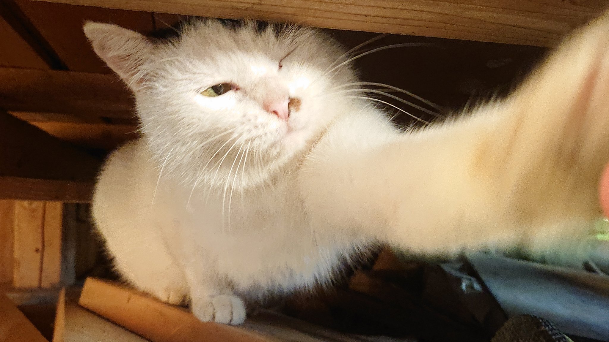 長崎ねこトラ おはようマロ ウィンク 可愛いね パンチ付き 猫 ウィンク 猫パンチ Cat T Co Hhtoct464k Twitter