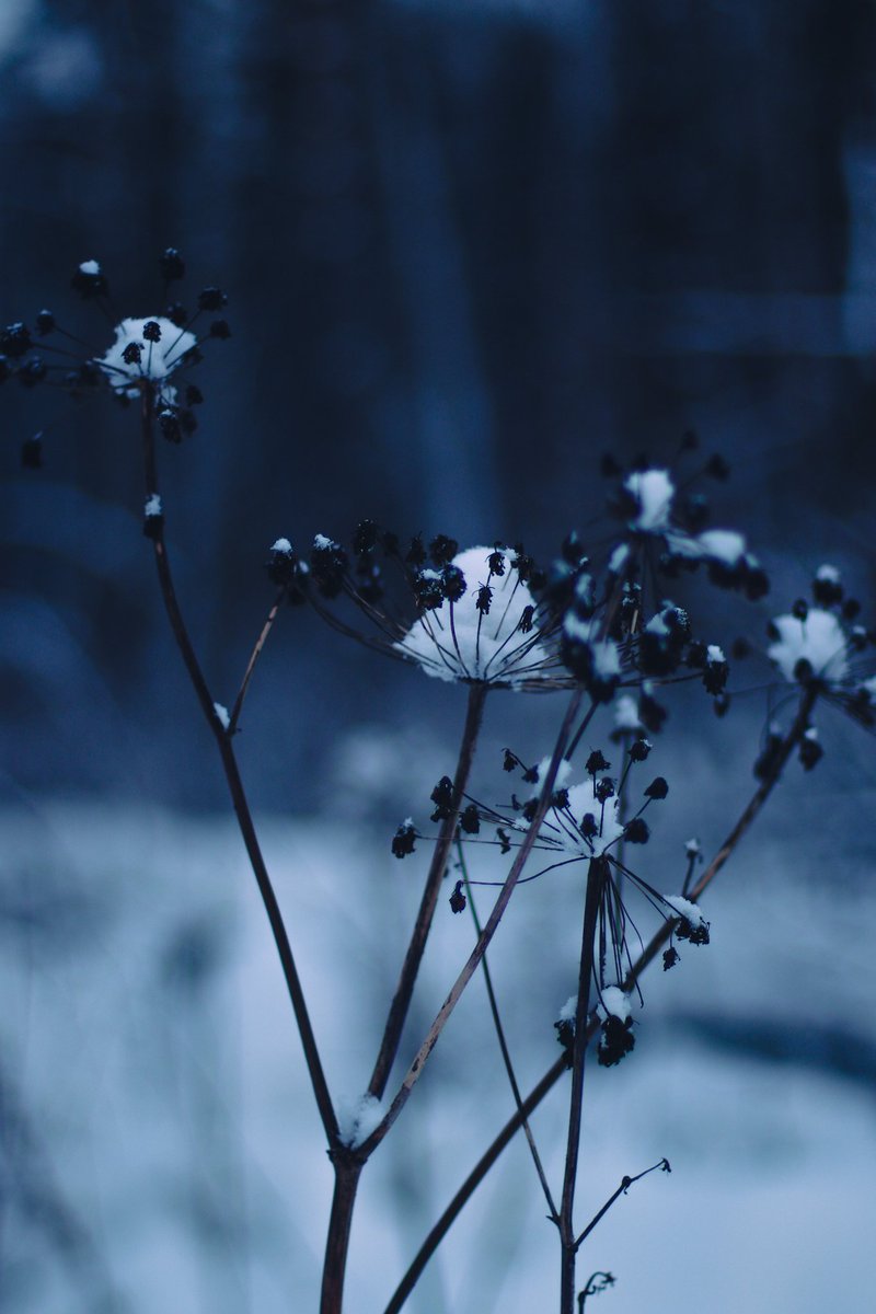 NatalieIna's tweet photo. I wish you a wonderful winter solstice βοΈ
Let your spirit, as the light of thousands of candles, warm you in this cold time and dispel the waves of darkness π―οΈβ¨
#WinterSolstice #Yule #winterlove #winter #seasonspoetry #NatalieIna https://t.co/WKkBMwArw0