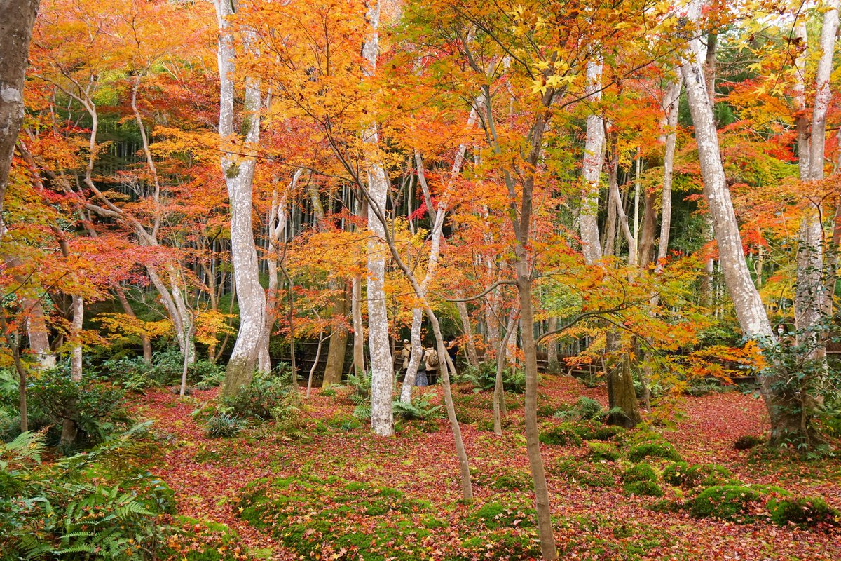 yt_innocent's tweet photo. #祇王寺 の #紅葉 🍁 #AutumnColors in #Giouji
.
#Gioujitemple #黄葉 #FallColors #AutumnLeaves #FallLeaves #LeavesChanging #LeavesFalling #AutumnLeafColors #京都 #Kyoto https://t.co/XMZp8Vf4Mk