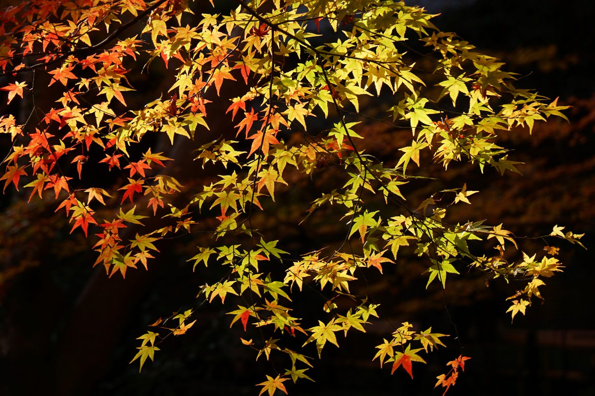 #祇王寺 の #紅葉 🍁 #AutumnColors in #Giouji
.
#Gioujitemple #黄葉 #FallColors #AutumnLeaves #FallLeaves #LeavesChanging #LeavesFalling #AutumnLeafColors #京都 #Kyoto