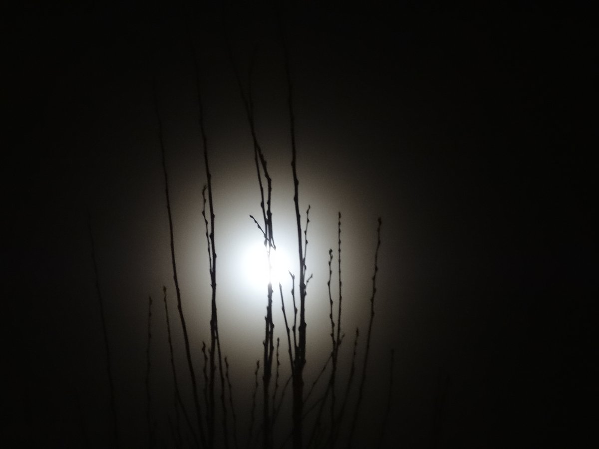 mila255h's tweet photo. #halomoon #moon #WinterSolsticeMoon https://t.co/ZkavtcCHxq