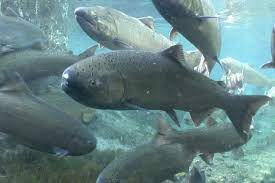 What a new study revealed about how some Chinook salmon migrate
primescholarslibrary.org/advances-fishe…