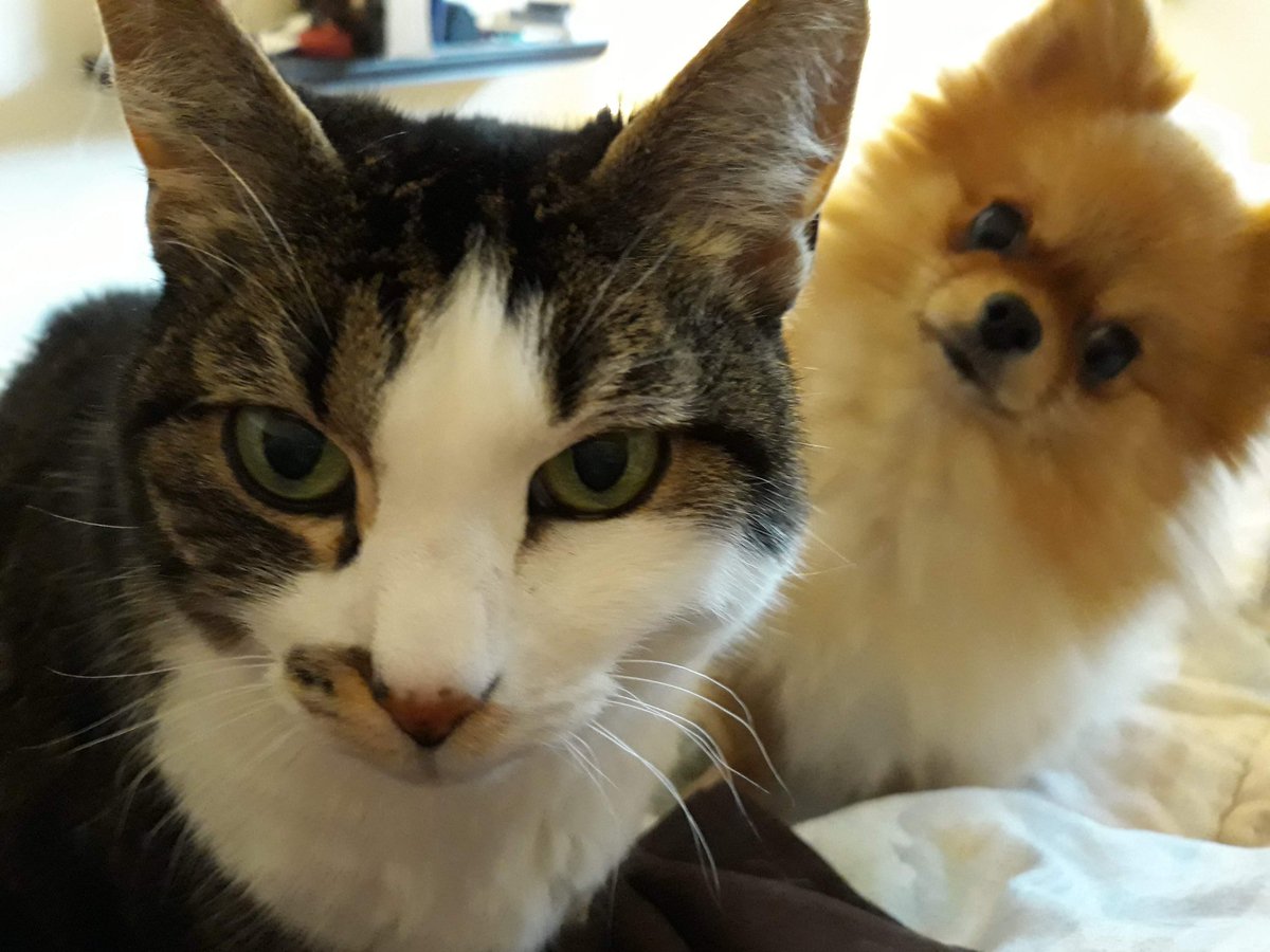 ColleenPatrick's tweet photo. My aspiration for 2022 is to be the person my pets think I am.. https://t.co/NaQCBQWDxo