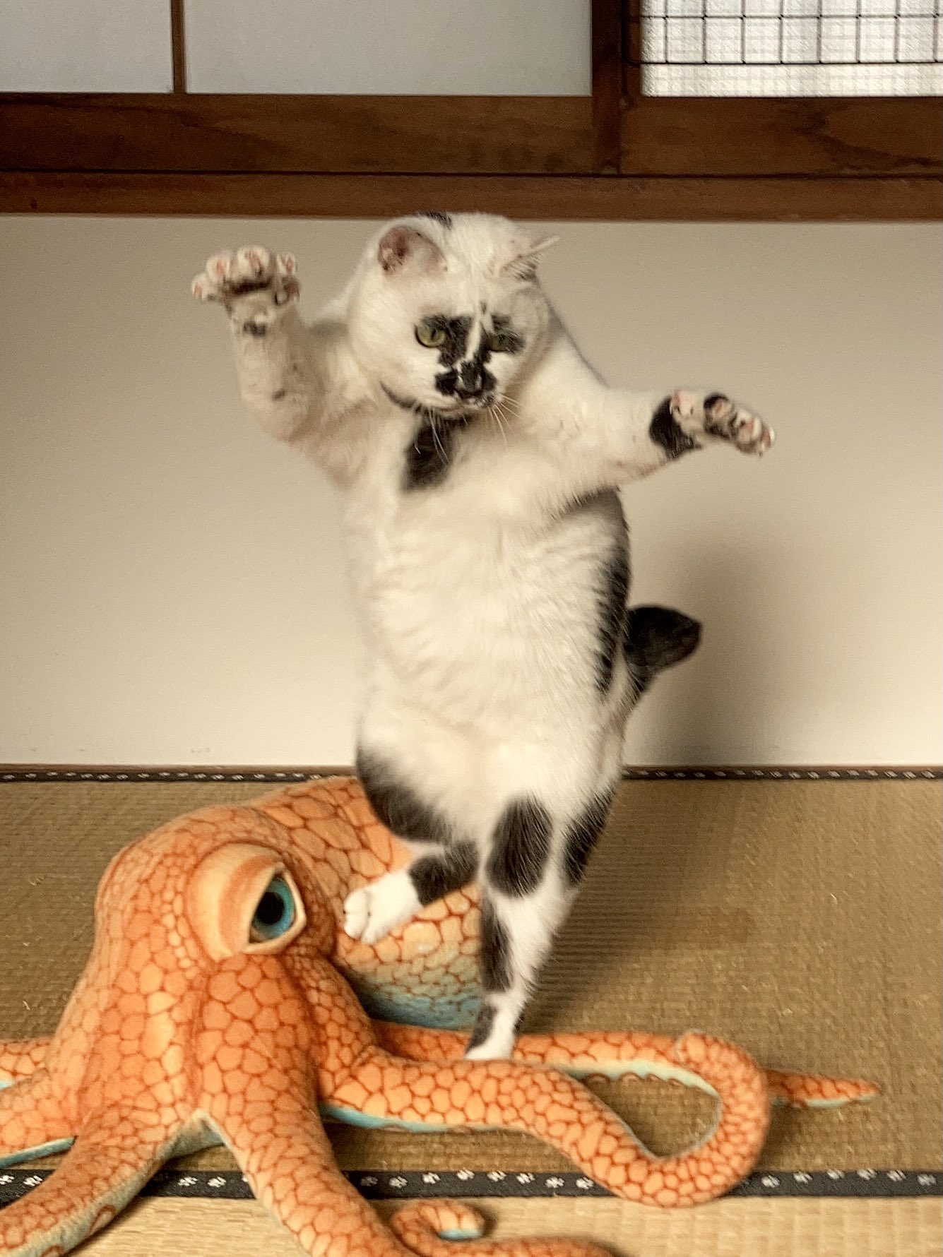 サキ カリーナ Ceu Gatos Twitter