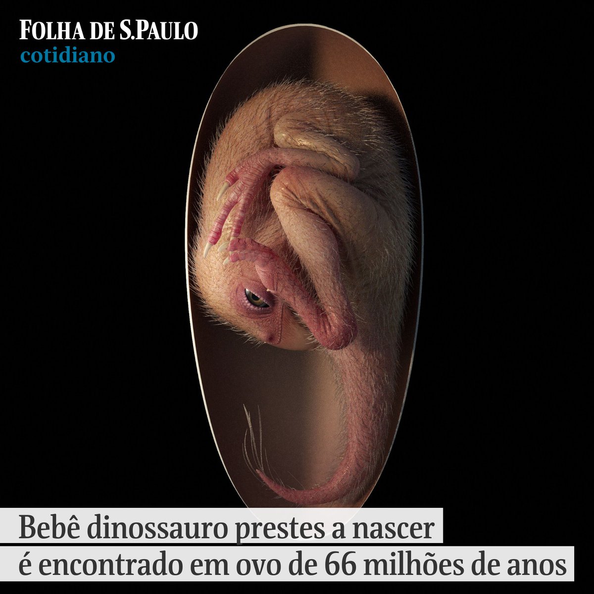 folha's tweet image. &apos;BEBÊ YINGLIANG&apos; | Cientistas anunciaram hoje (21) descoberta de embrião de dinossauro de 66 milhões de anos, perfeitamente preservado. Fóssil foi encontrado no sul da China. mla.bs/5754a700 📷 AFP PHOTO / University of Birmingham/Lida Xing