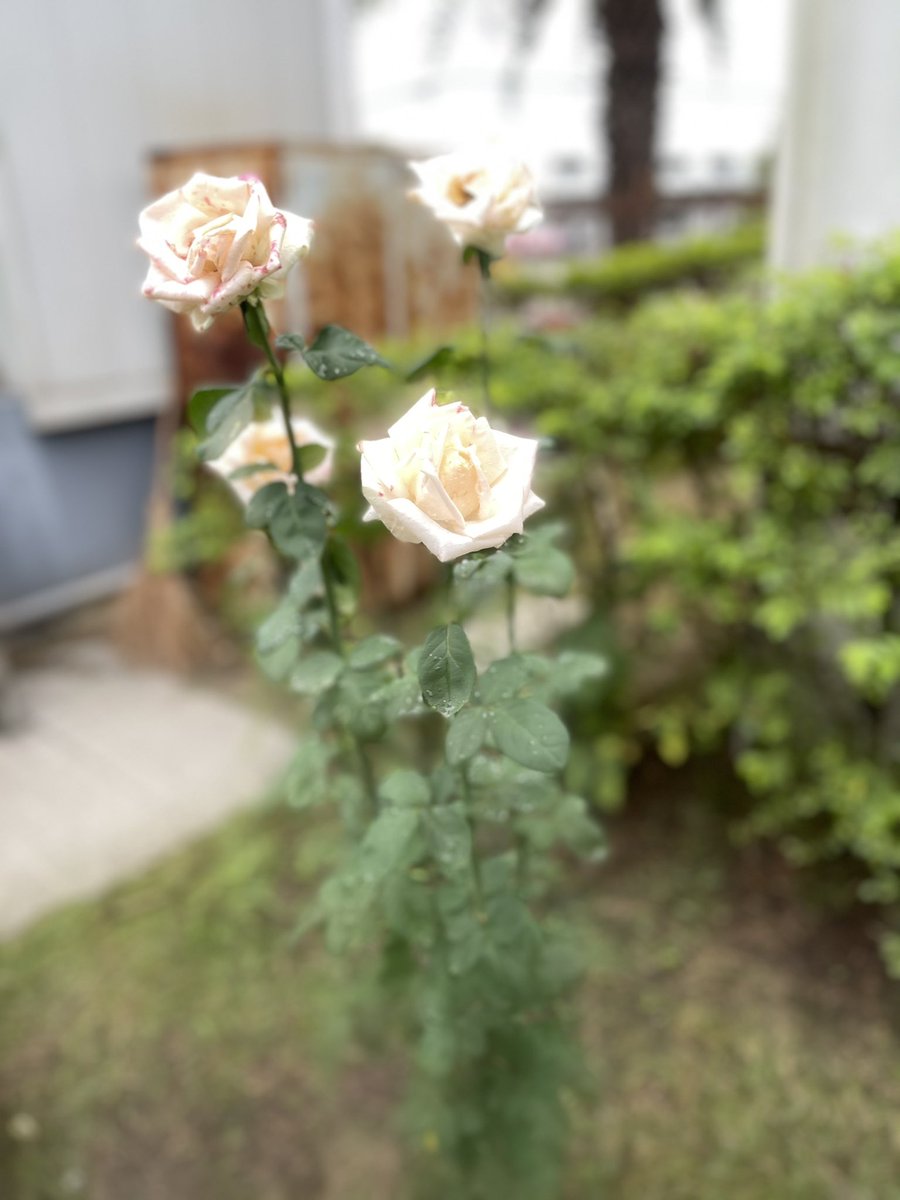 zz9879630's tweet photo. https://t.co/zMoLKp9Brd
