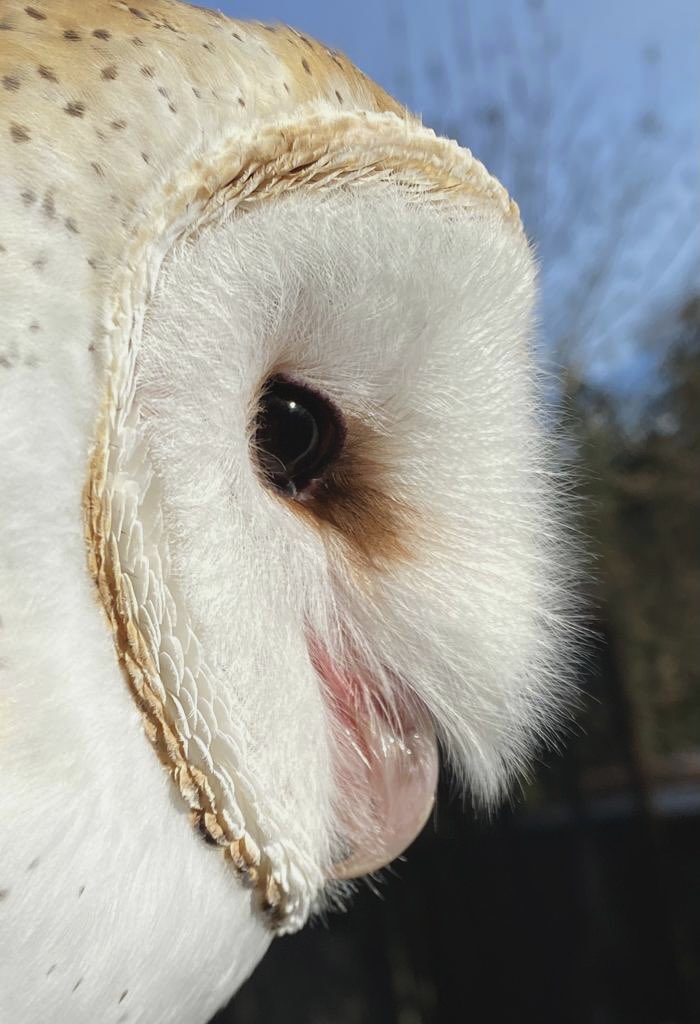 raptortweets's tweet photo. Happy Winter Solstice to those in the global north! 🕯✨
Cascades Raptor Center is grateful for our supporters near &amp; far, and we wish everyone a safe &amp; caring holiday season https://t.co/zctMokj5eR