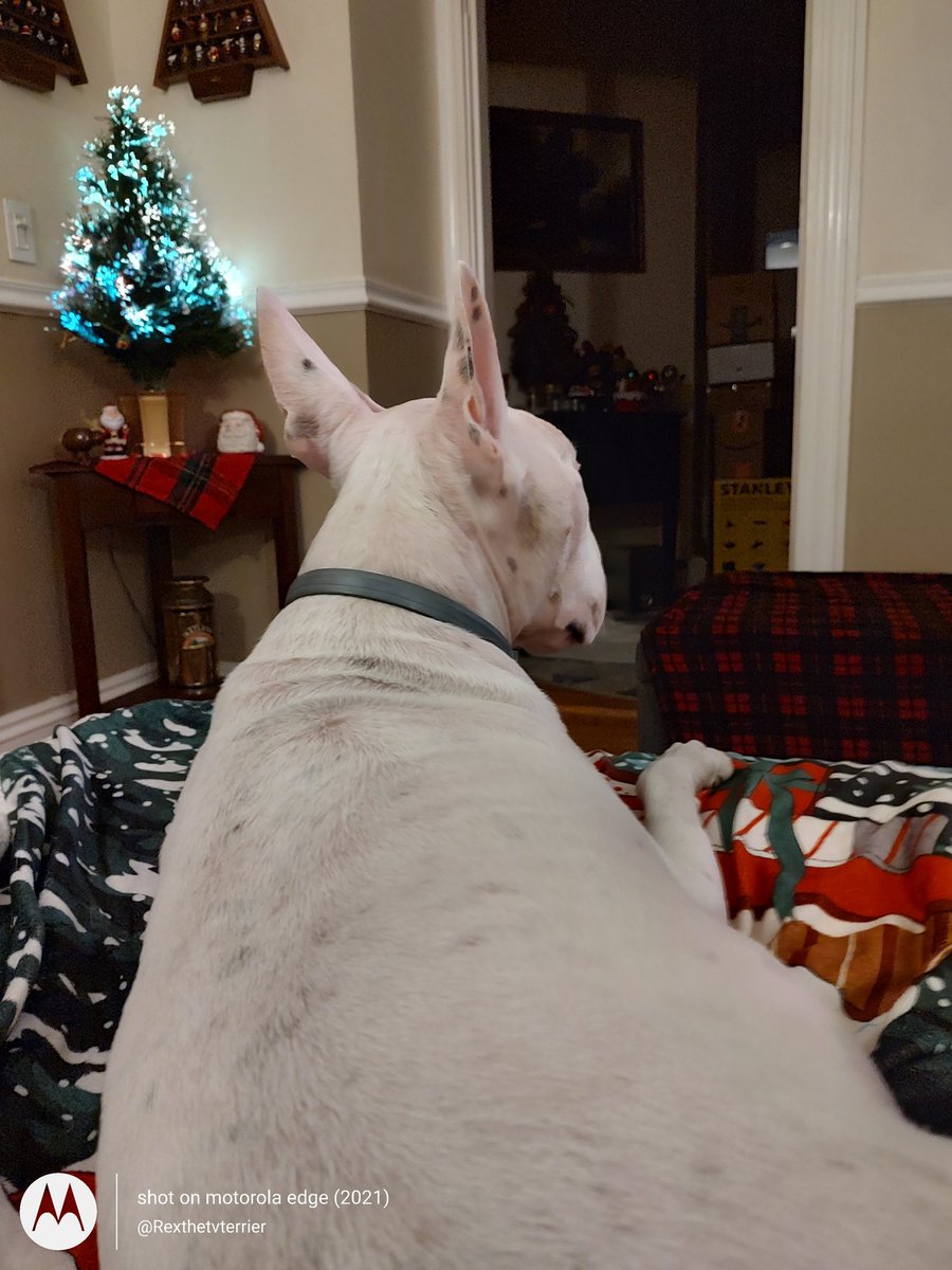 rexthetvterrier's tweet photo. No, I did not fart. And I refuse to look in your direction.
#MaybeIdid #YouCantProveAnything https://t.co/M2JTWxW9Zq
