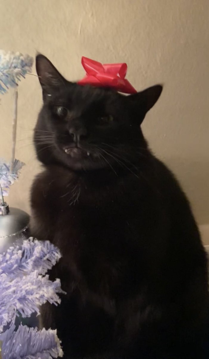 mbatm2009's tweet photo. ⁦@ReviewDork⁩ Does this count for a Christmas card LOL if so put me into the drawing. https://t.co/XohQPyZTbb
