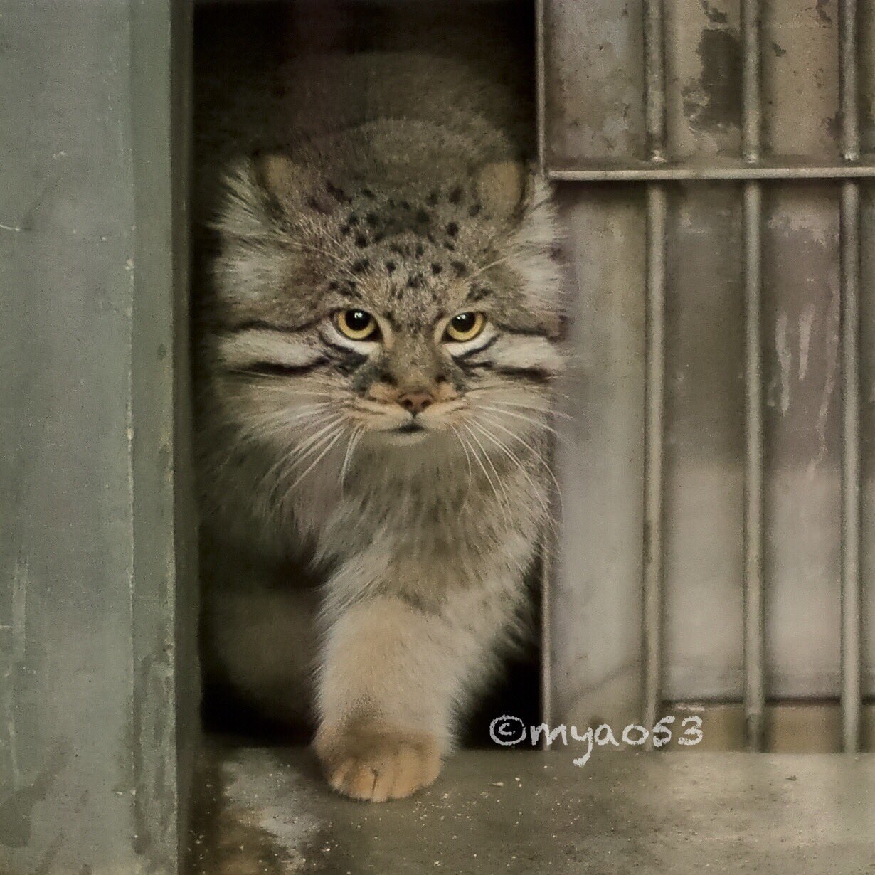 تويتر 帽子屋 على تويتر Rt Myao53 マヌルネコ Manul Otocolobusmanul Pallascat Manul エル まぬるねこ マヌルネコが可愛すぎる ファインダー越しの私の世界 Manuly Higashiyamazooandbotani