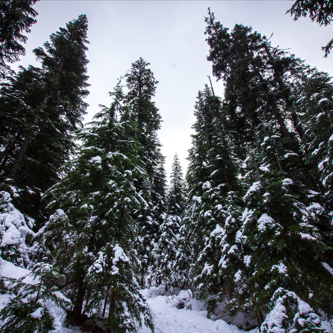 Discover Cle Elum tweet media