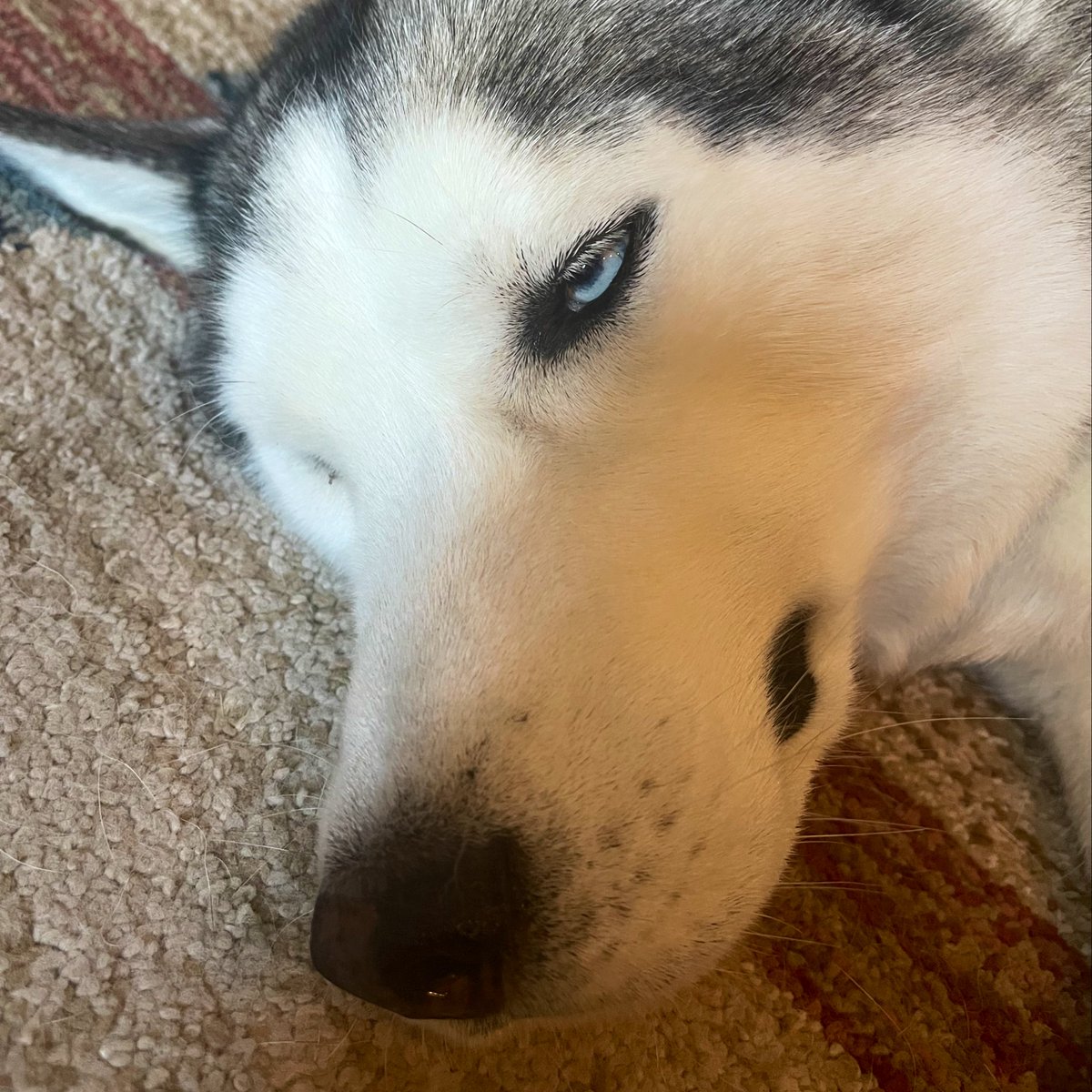 LeoBenvin's tweet photo. @_jasmine_qin @micheal @ArrowoodWinery When hoomans go 🥂, I go 😴 https://t.co/0y6IXC8qdu