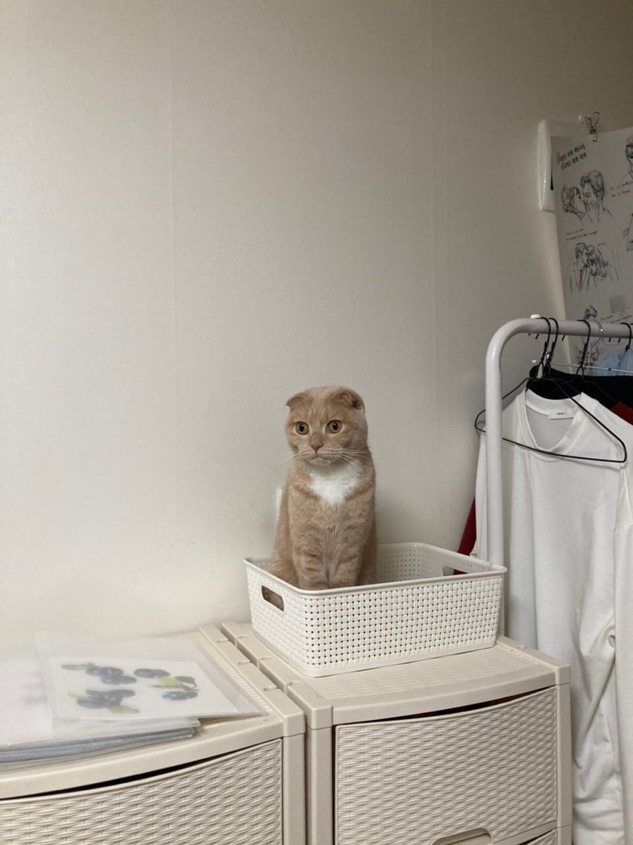 Dooos24's tweet photo. #NFT #NFTartists #opensea #cat
I'm going to move out soon.
I'm getting married in May next year.
I hope my son can adapt well to his new home. https://t.co/3EttBhya7P