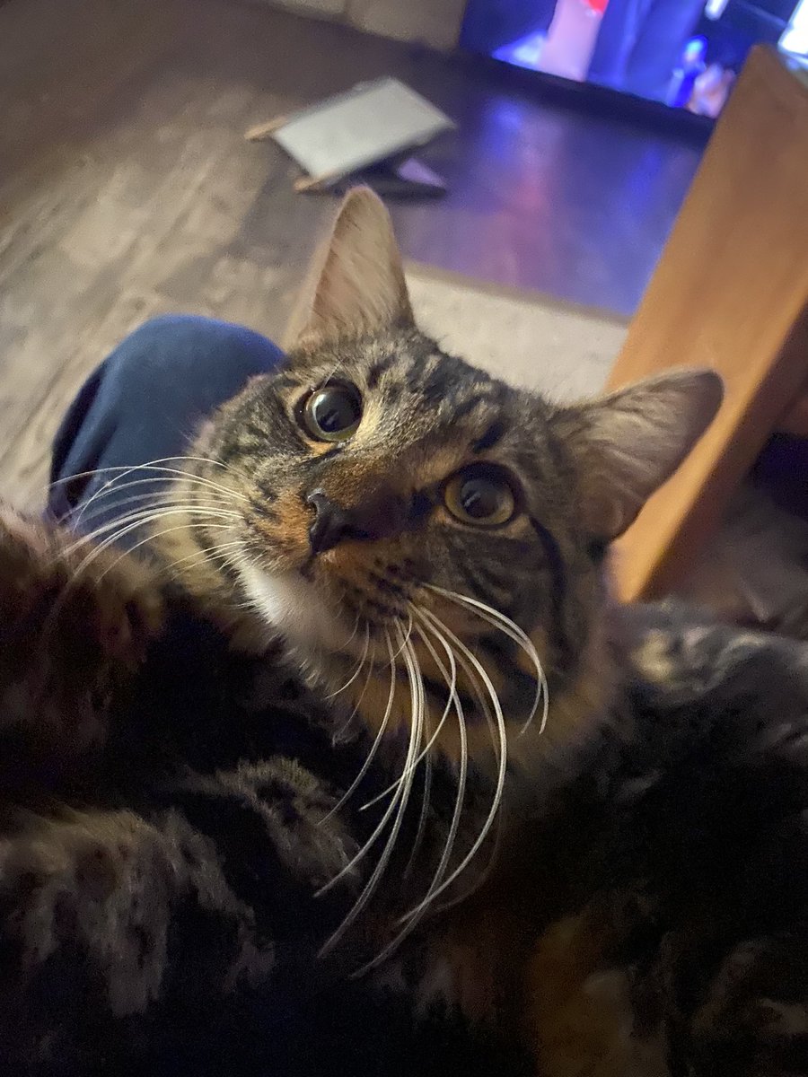 Bigdave1001's tweet photo. Tango being a cutie pie… #CatsofTwitter https://t.co/laXBbkEVt1