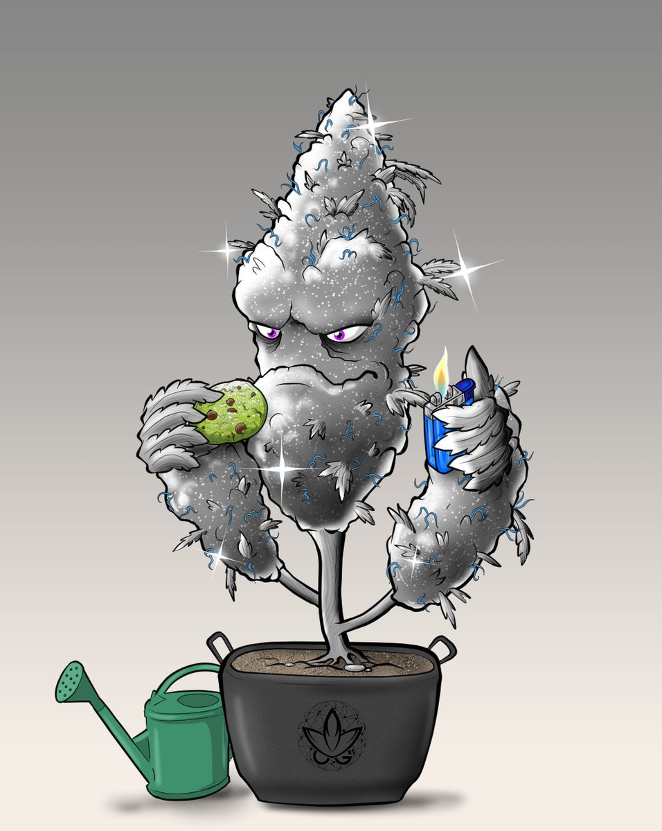 OGWeedNFT | Mint LIVE @0.5 SOL tweet media