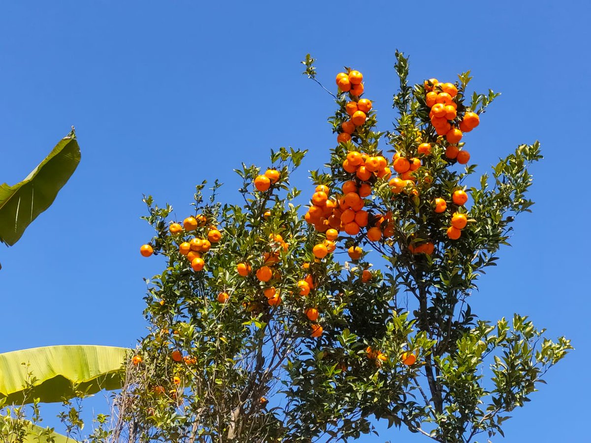 PhilemonTr's tweet photo. Tamenglong oranges https://t.co/B9ljDkjVt2