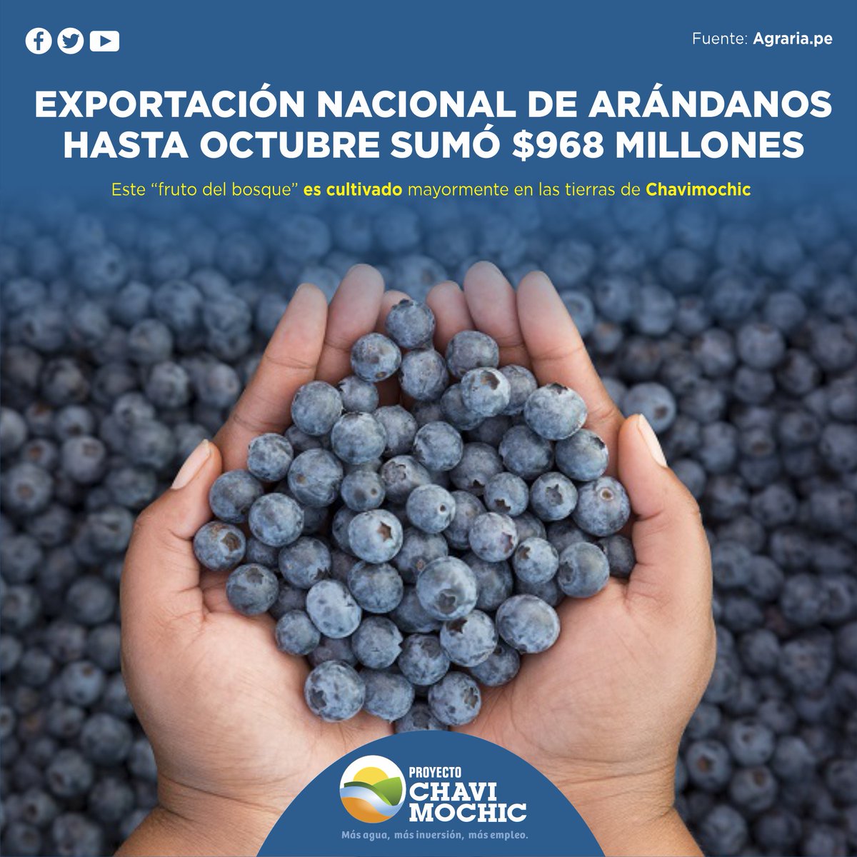 PChavimochic's tweet photo. ✅ #SabiasQue las exportaciones peruanas de arándanos 🫐 📅entre enero y octubre🗓️ del 2021 sumaron 💰💵968 millones de dólares, este fruto en su mayoría es cultivada en las tierras de #Chavimochic 🌾?🤔

Más información aquí 👉 https://t.co/2063fi6HWN https://t.co/5i4OEDnc4m