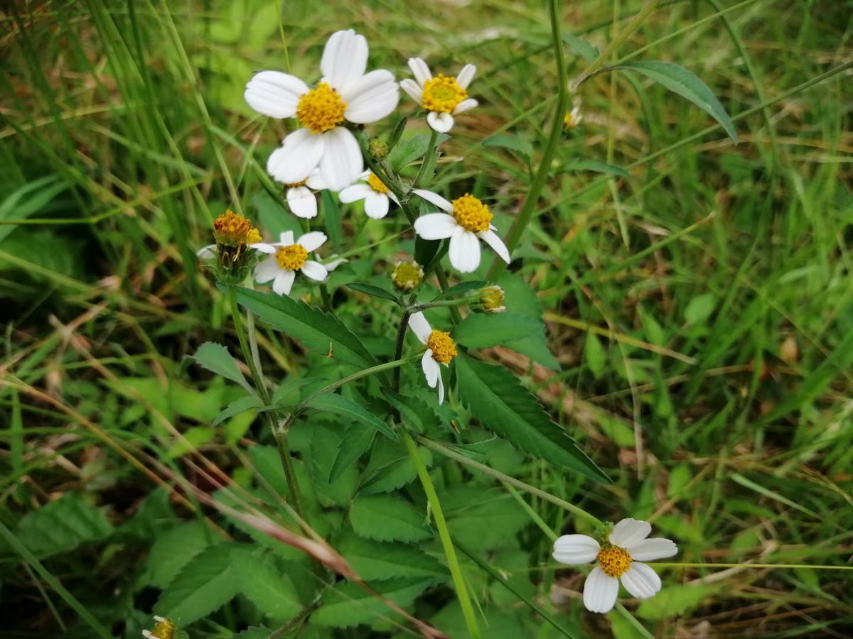 During our morning walk today, we took a different route and we found another stunning park that we was not aware before! It is good to try different routes. We might be suprised about what we could find. #excercise #scenery #Grateful
