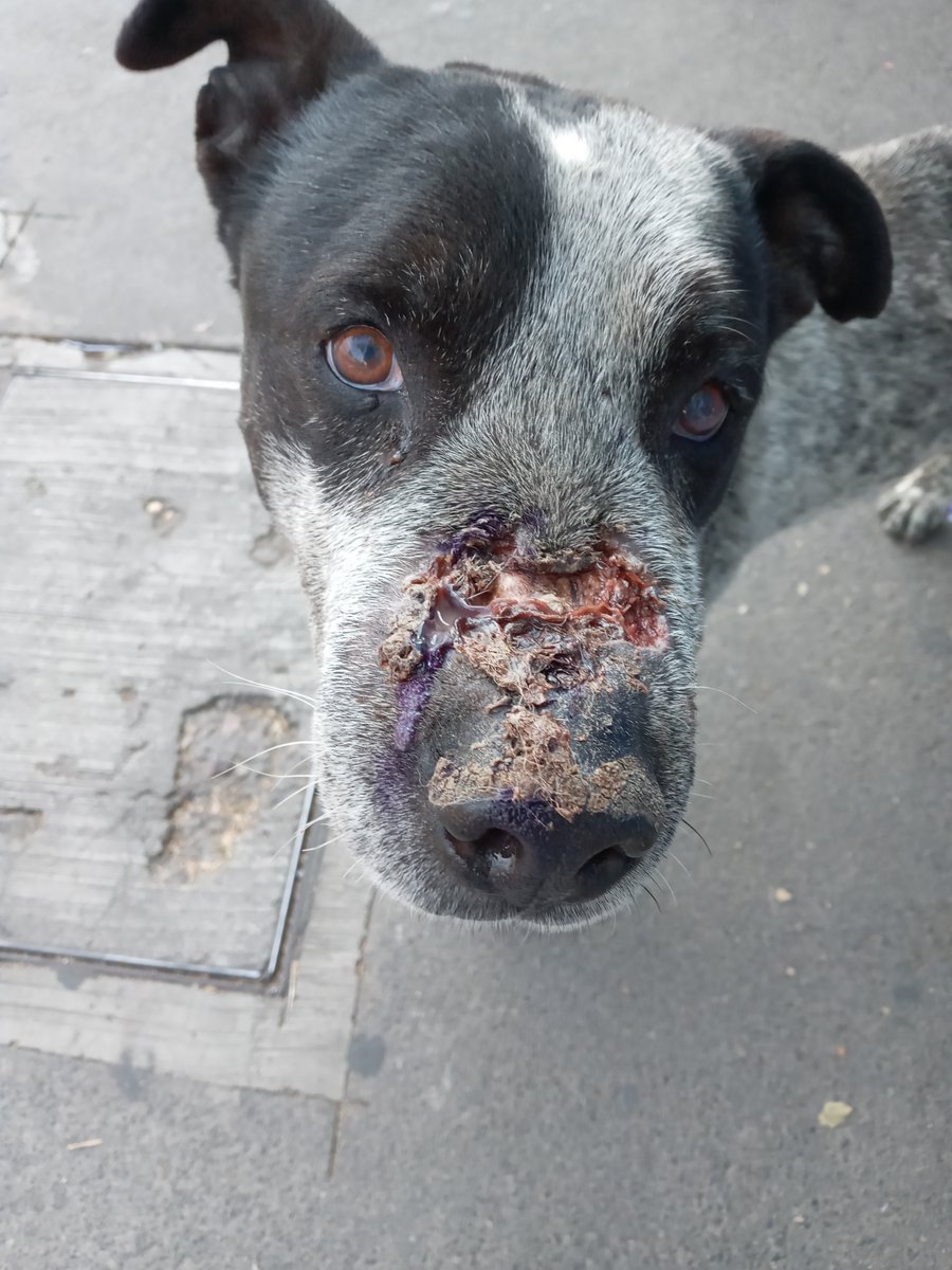 FredyVanDog's tweet photo. Perro con herida en hocico, hueso expuesto y supurando pus, y los dueños lo tienen en los huesos. Está en Iztapalapa, ya íbamos por él para atenderlo pero lo encerraron y no podremos ayudarlo. Se requiere ayuda para atenderlo mañana.
#perroherido #ayuda #adoptanocompres https://t.co/5AcVcwQDqs