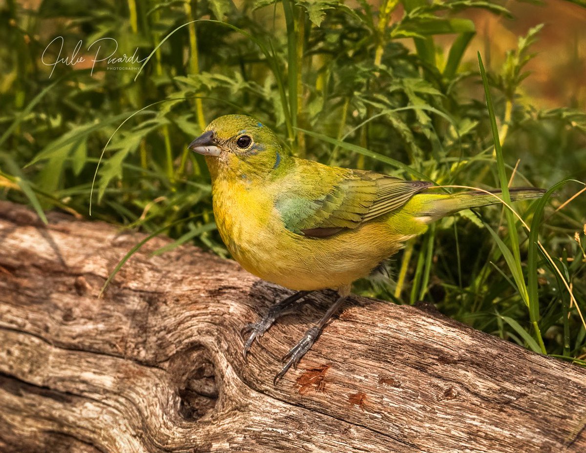 jules8908's tweet photo. This pretty little bird is a female Painted Bunting. Not as colorful as her mate, but I find her very demure. They are a bit shy but love to have a good splash in a shallow pond. #birds #birdsofinstagram #nanpapix #womeninwildlifephotography #birdsoftexas #wildlifephotography https://t.co/258NCdZB2X