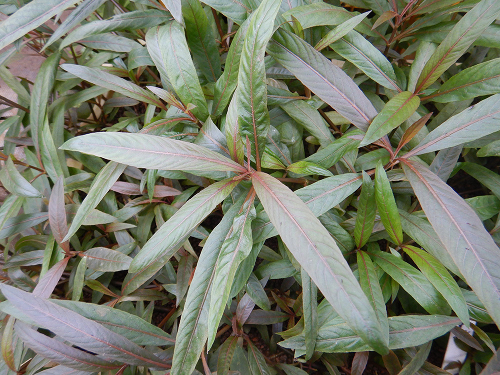水草 植物 チャーム公式 Charm Plants Twitter