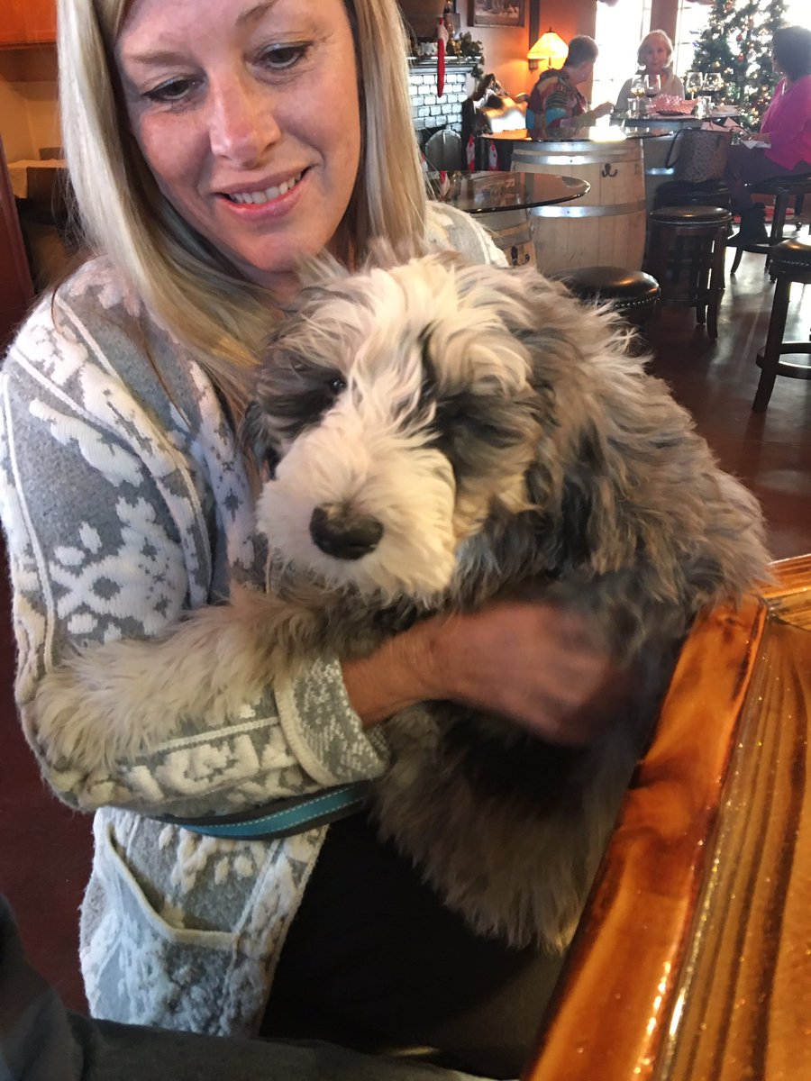 Classic_Chrome_'s tweet image. Have you ever seen such cuteness #mustlovedogs