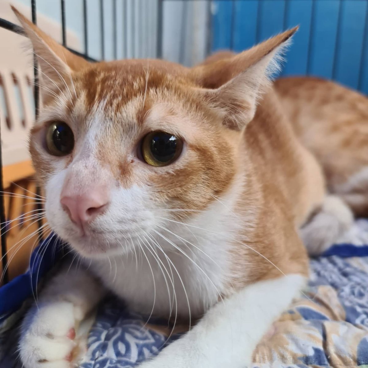 PPBCC_Official's tweet photo. Magandang umaga
Si meow at si aw aw handa na mag pakapon
#petsofinstagram
#kaponppbcc
#ppbcc https://t.co/dmPLbXcRv7